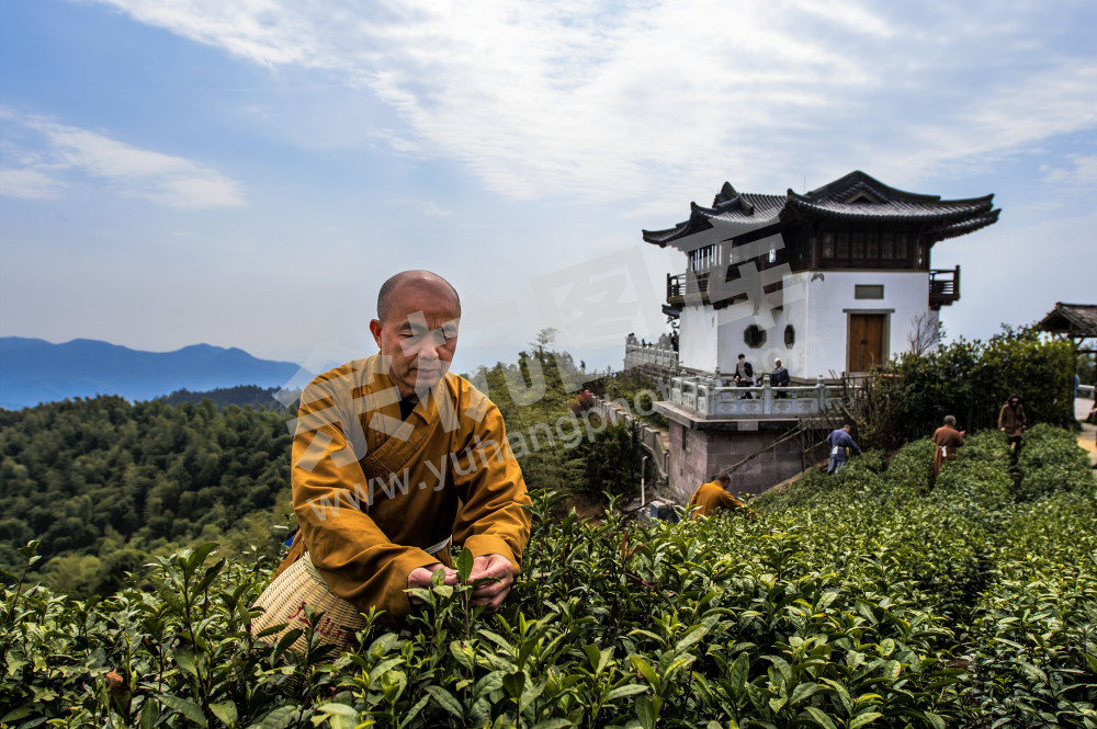 茶叶采摘