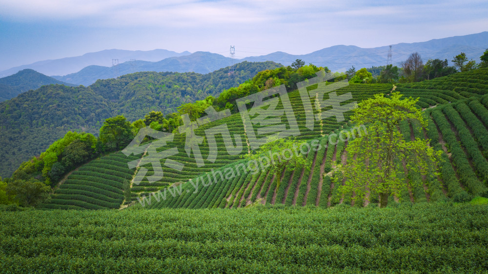 兰花坪茶山