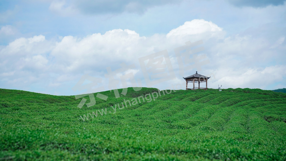 小古城茶山