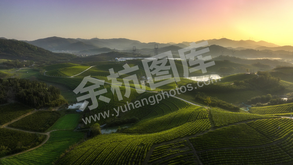 小古城茶山