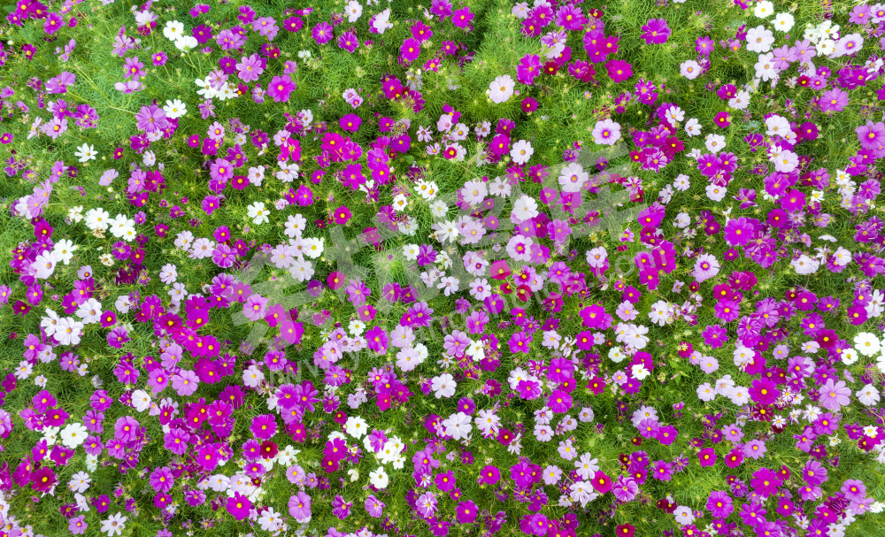 花海