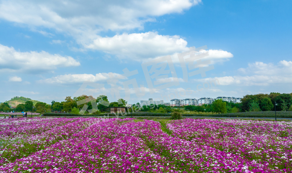 花海