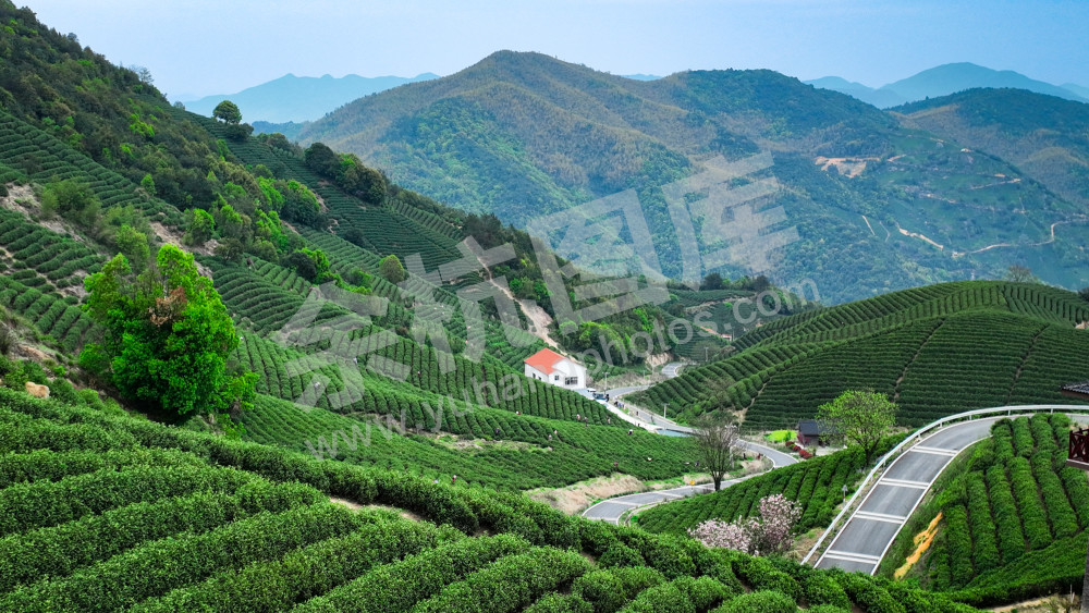 兰花坪茶山 
