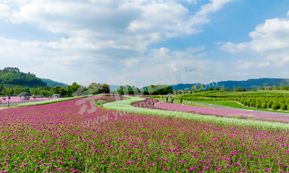 花海