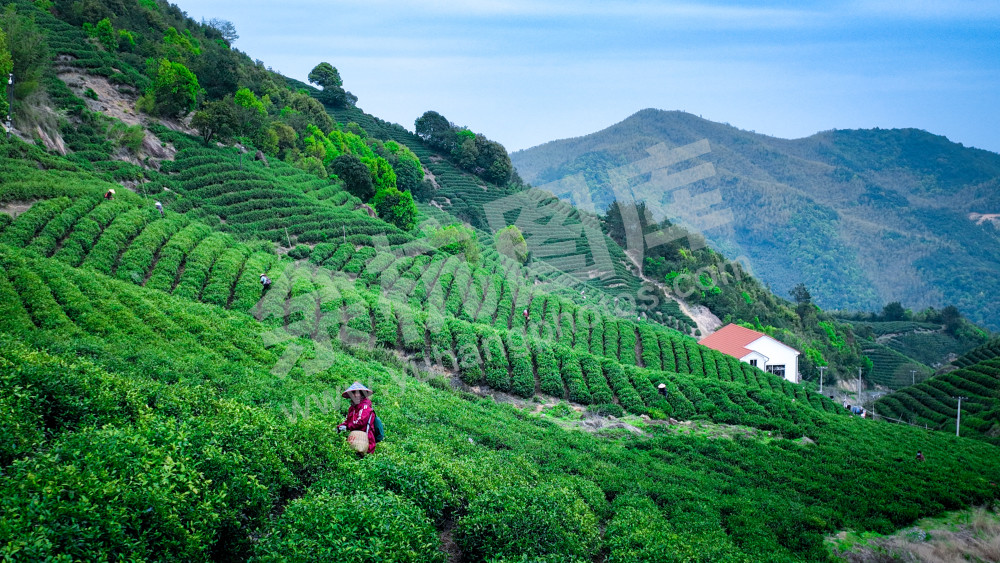 兰花坪茶山 