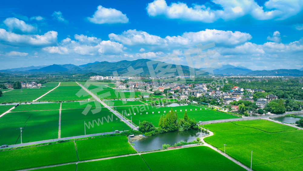 前溪稻田 