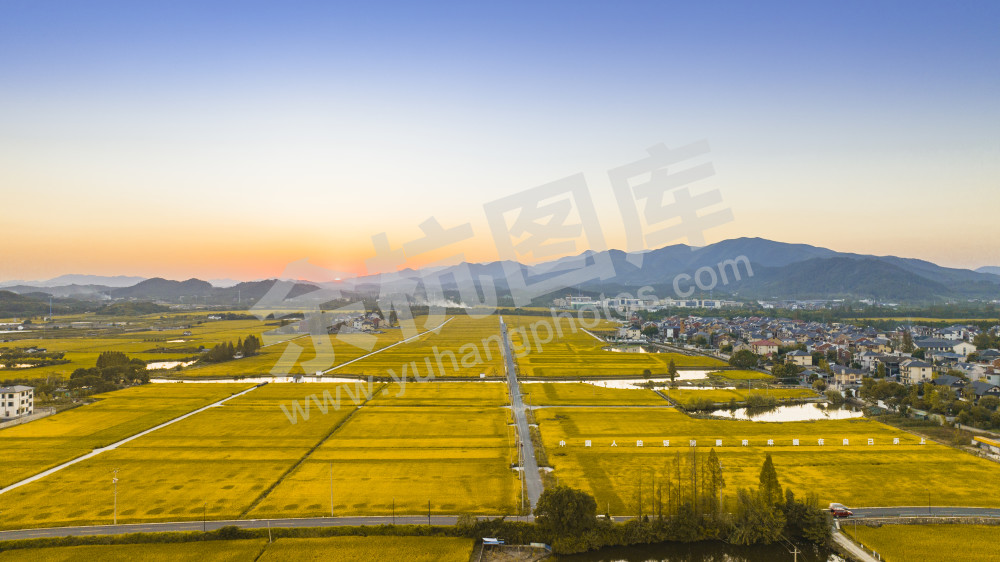 前溪稻田