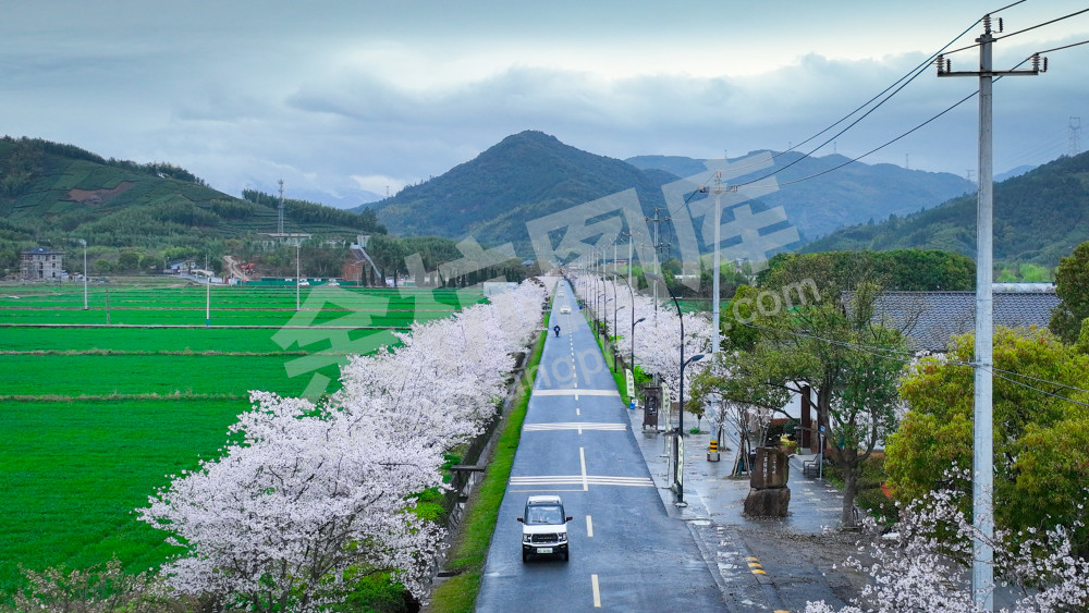 樱花大道