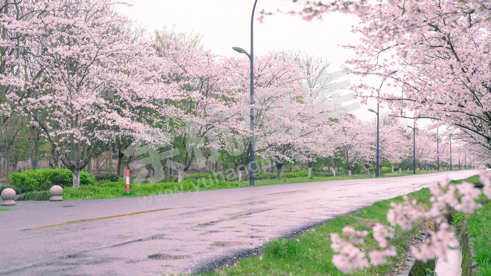 樱花大道