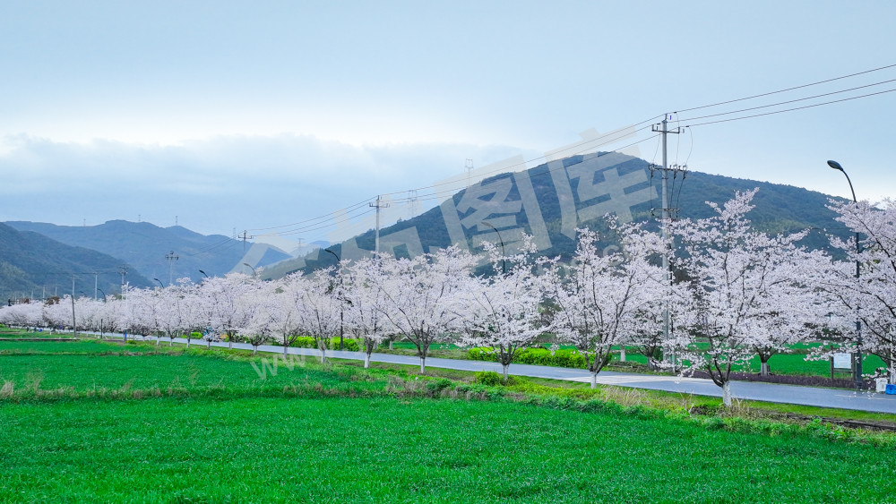 樱花大道 