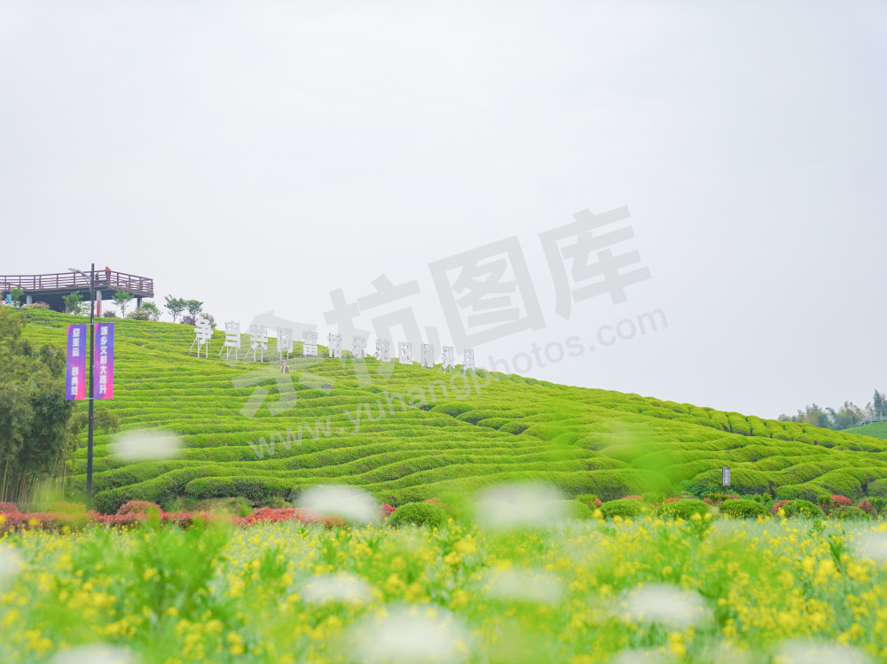 小古城茶山 