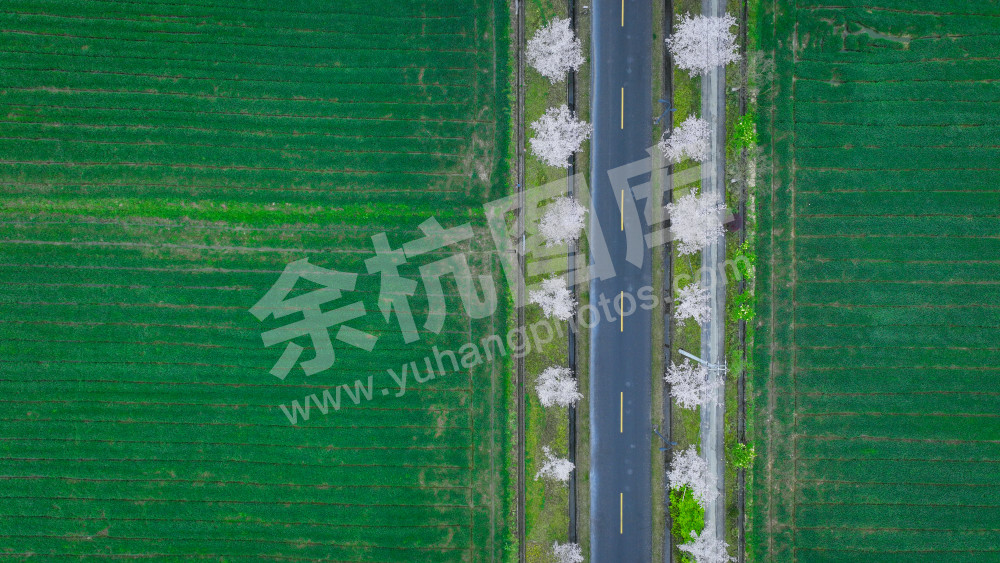 樱花大道 