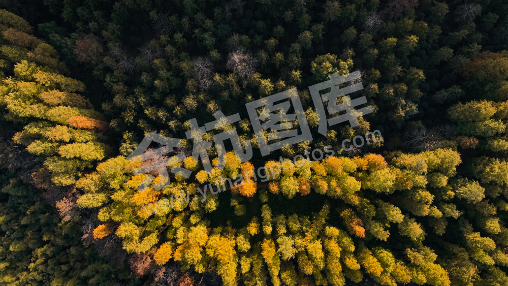 长乐林场