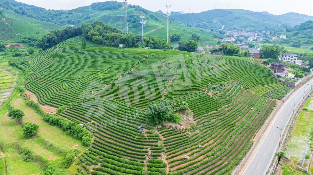 中泰茶山
