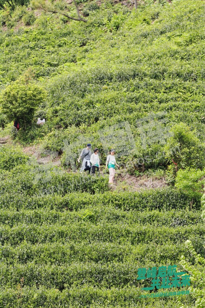 2025首届余杭区高峰速攀赛 (185)