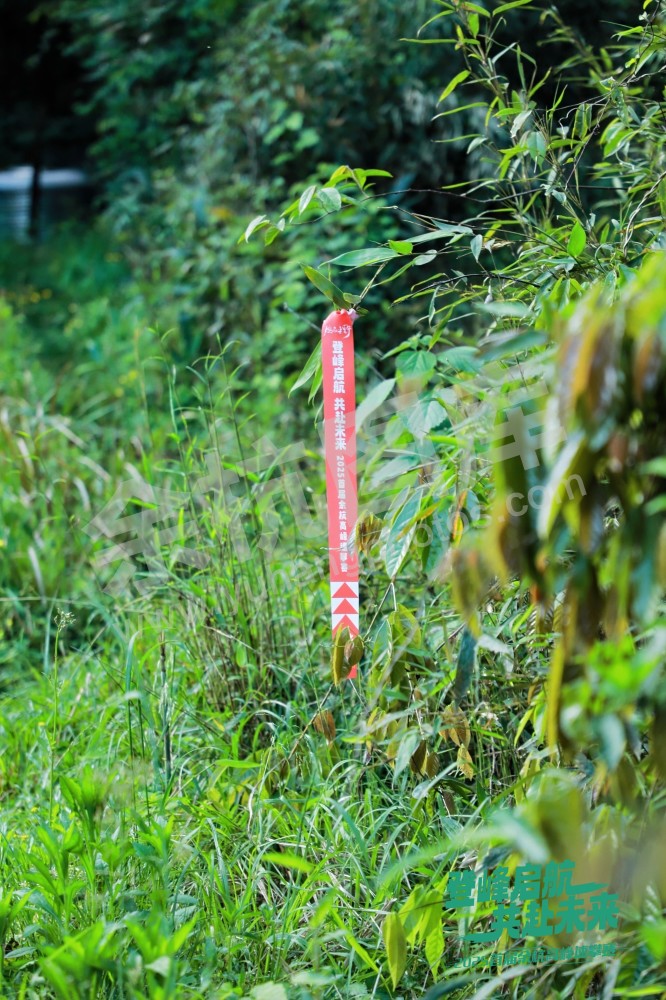 2025首届余杭区高峰速攀赛 (75)