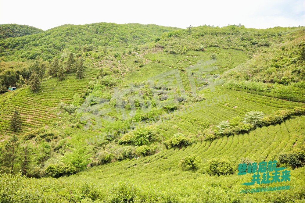 2025首届余杭区高峰速攀赛 (157)