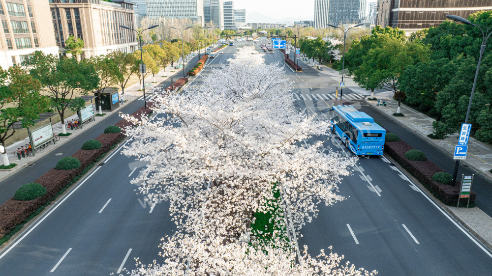 樱花在城市绽放