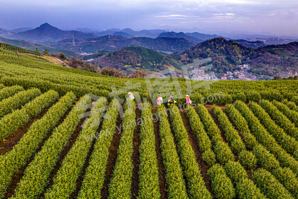 《中泰大朗山茶园》