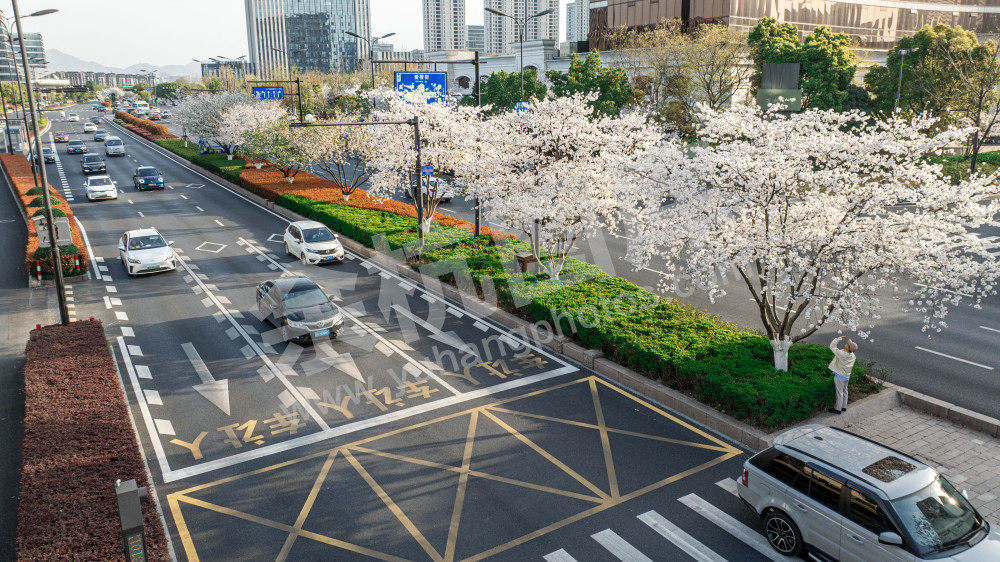 樱花在城市绽放