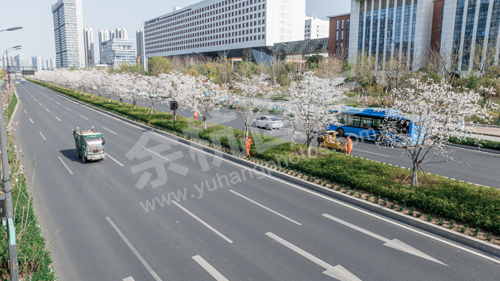 樱花在城市绽放
