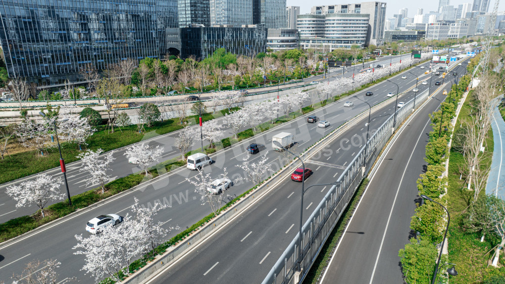 樱花在城市绽放