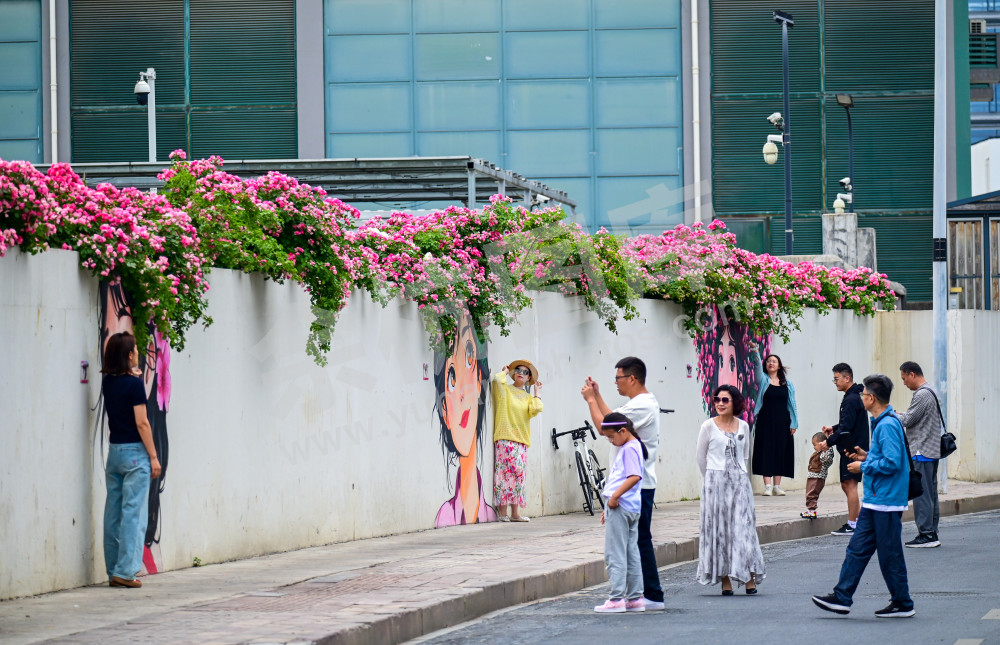 《月季少女花墙》