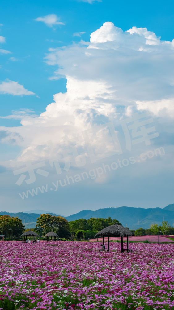 花海-花蓝天白云