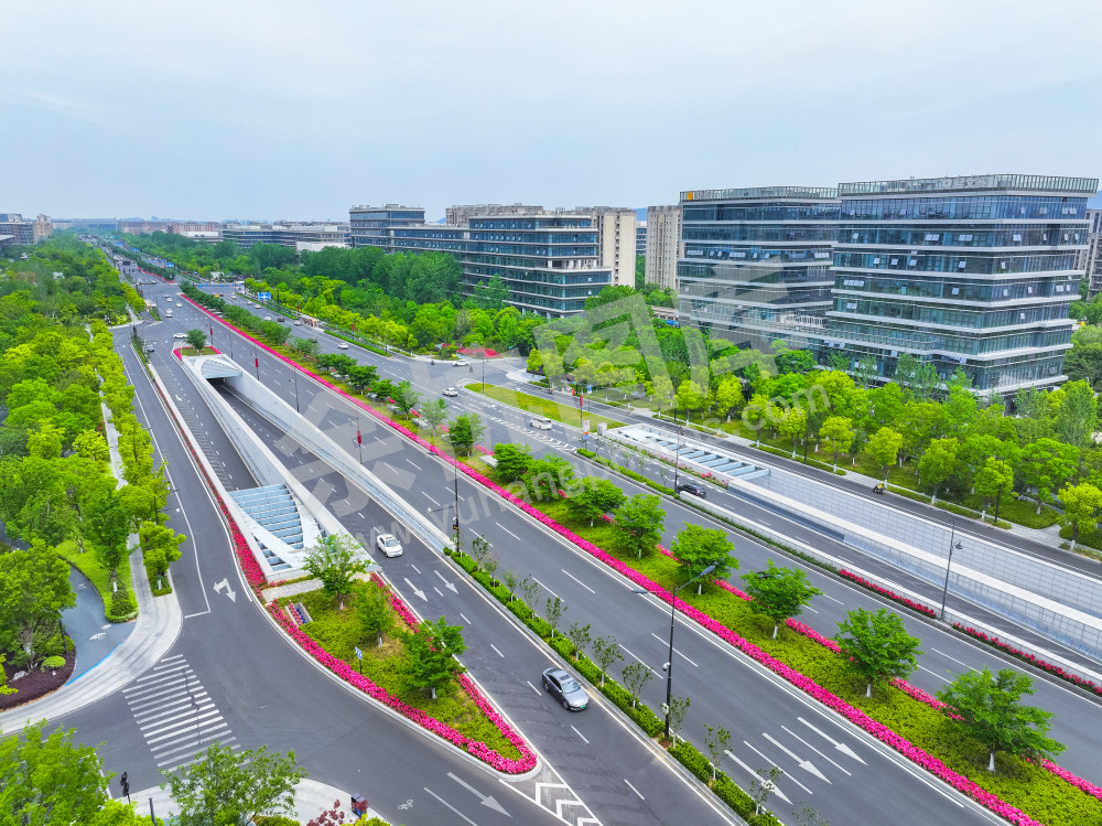 《文一西路月季花大道》