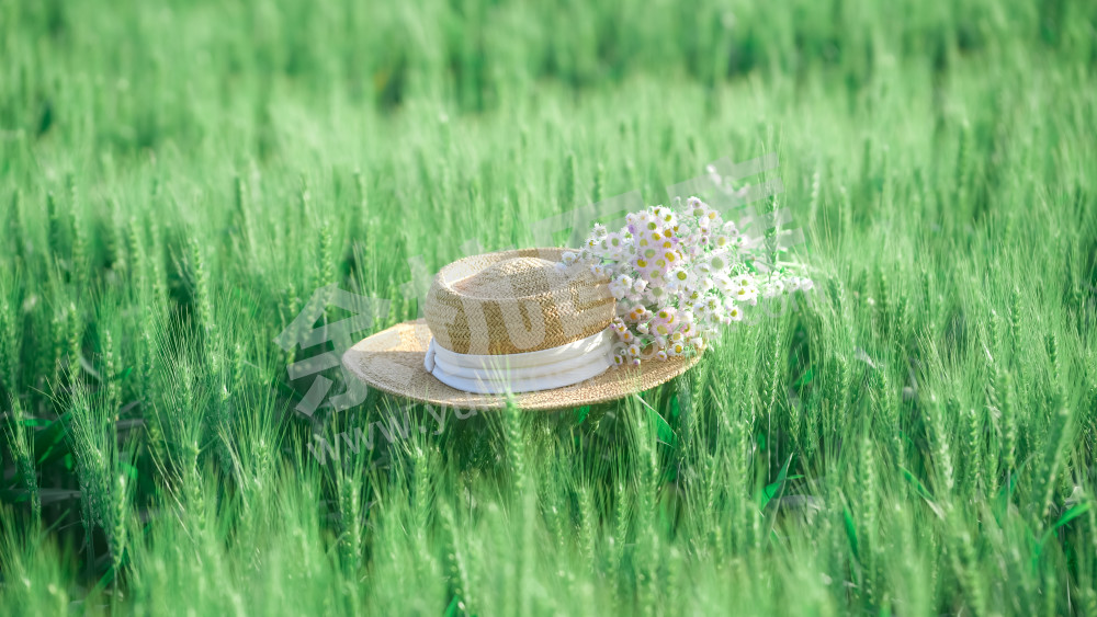 净行驿-春天青小麦