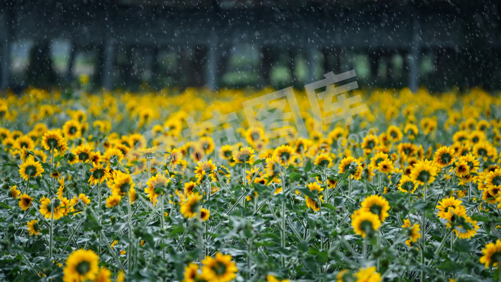 花海-雨向日葵