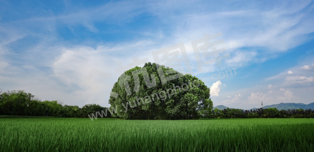 净行驿-夏日稻田