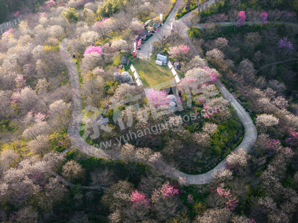 《杭州樱花园》