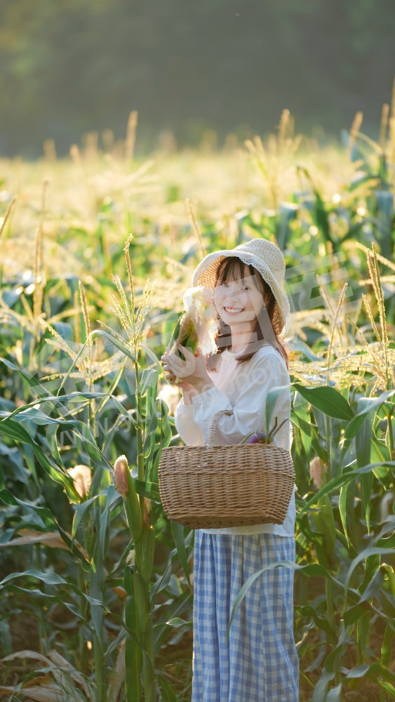 花海-金色玉米穗.