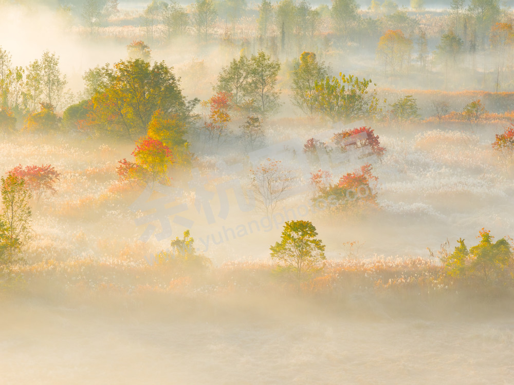 《北湖湿地雾渡秋光》