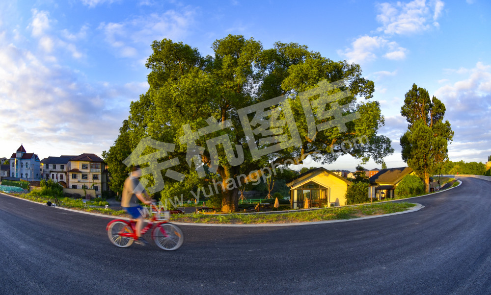 柏树庙572年古树