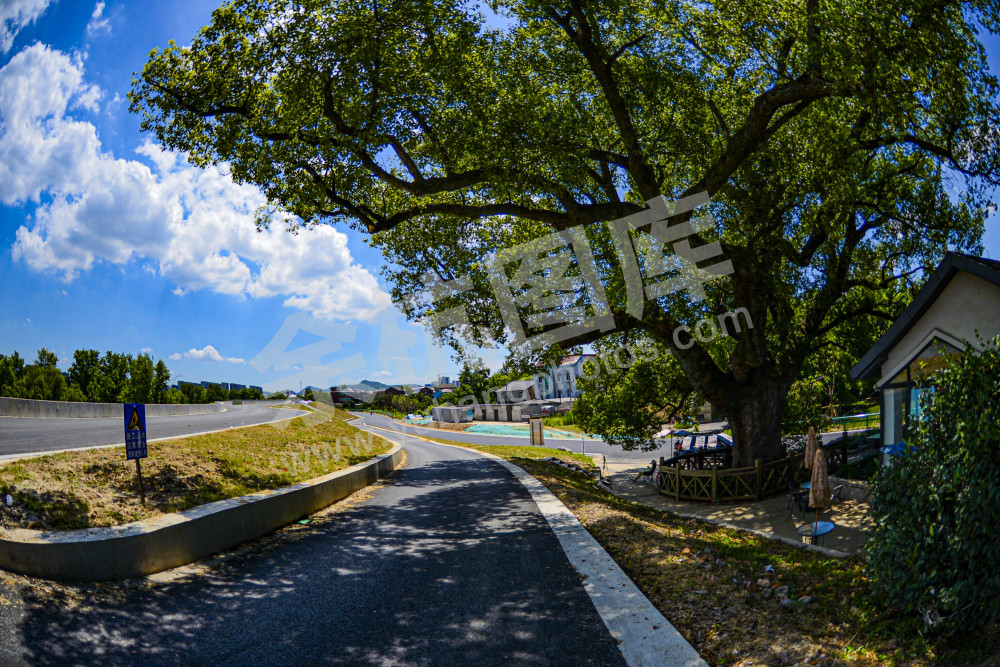 柏树庙572年古树