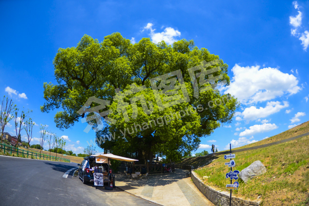 柏树庙572年古树