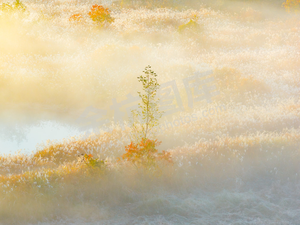 《北湖湿地雾渡秋光》