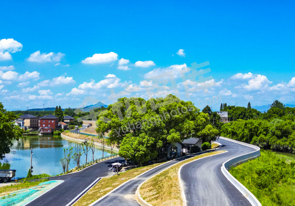 柏树庙572年古树