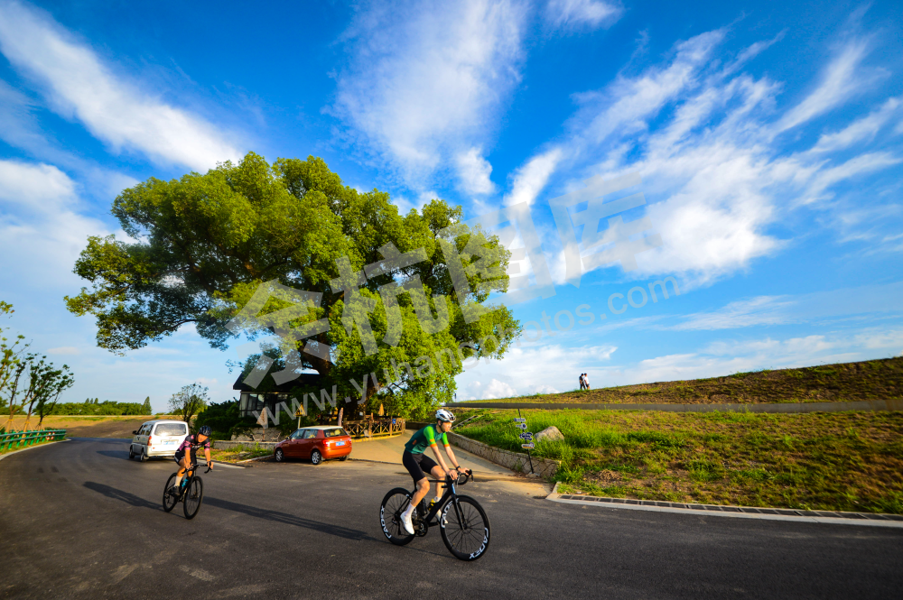 柏树庙572年古树