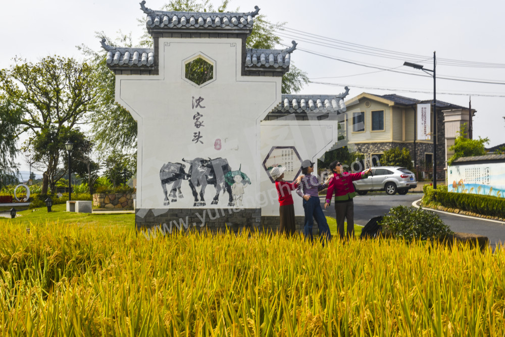 美丽乡村---沈家头