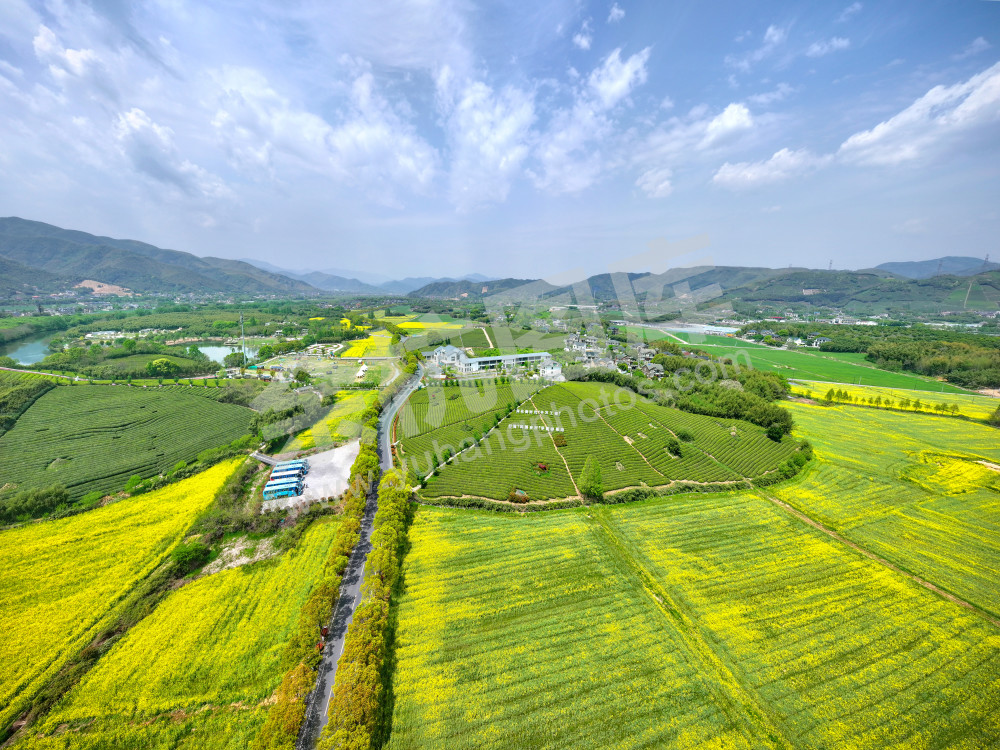 《大径山的春天》