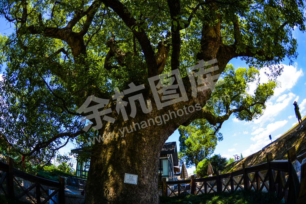 柏树庙572年古树