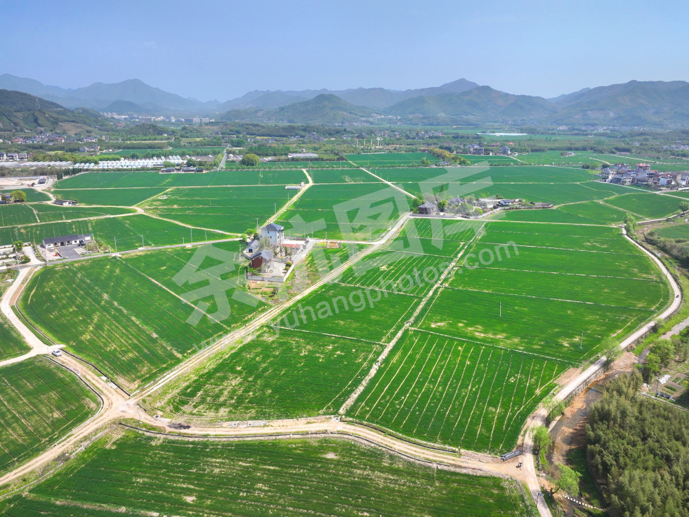 《大径山的春天》