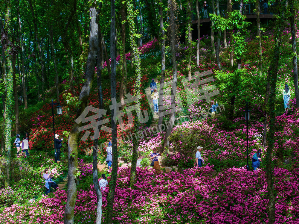 《花海林径：春日浪漫邂逅》