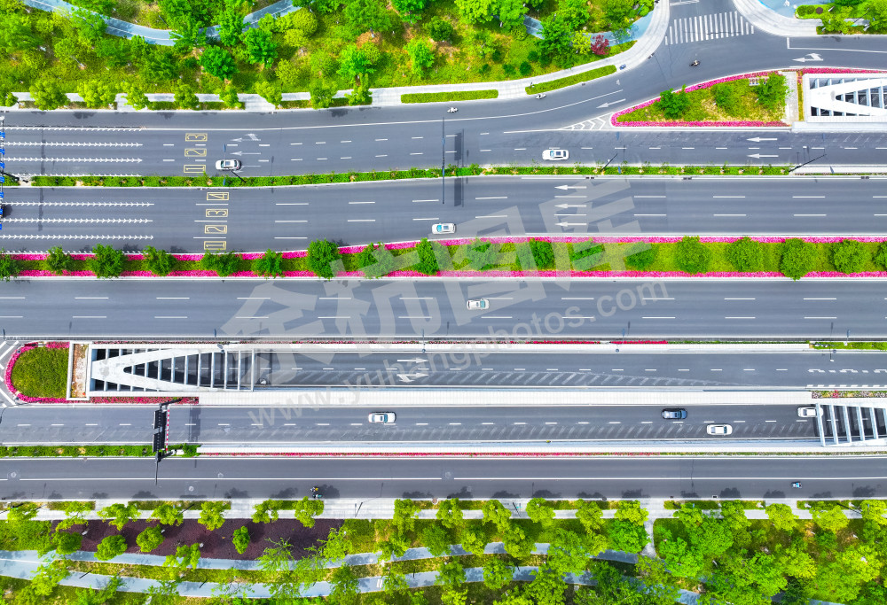 《文一西路月季花大道》