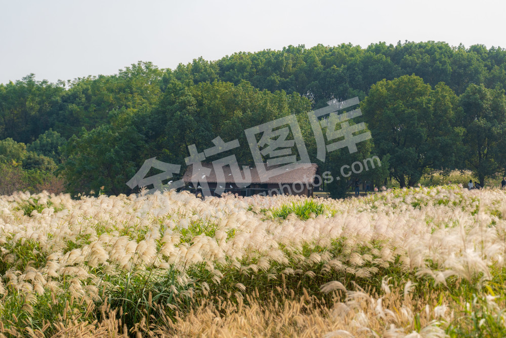 穗影里的古舍闲光