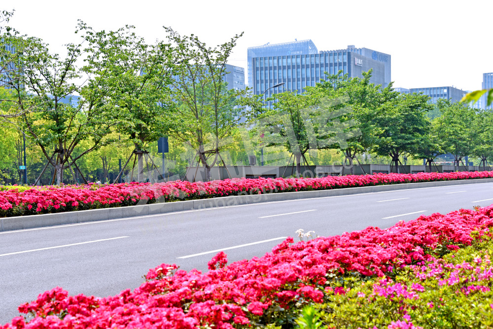 鲜花大道-文一西路