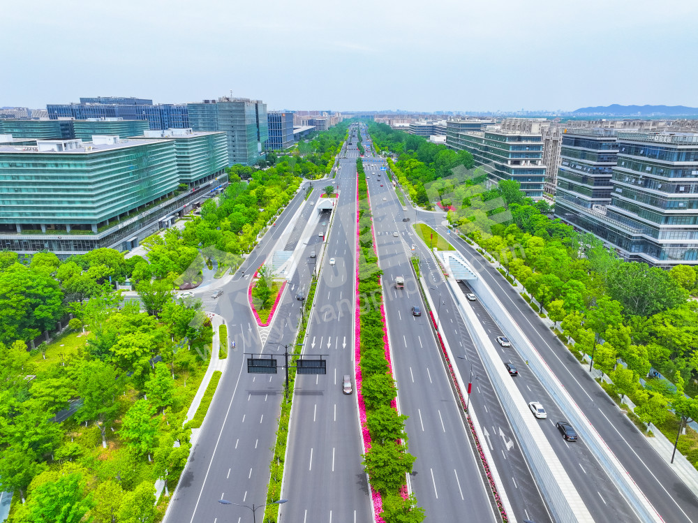 《文一西路月季花大道》